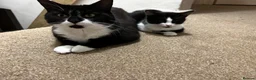 British Shorthair cats for sale: 2 cats looking for forever home in Salisbury - Advert 19