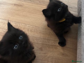 Maine Coon cats Maine coon x BSH babies 3 left! - Advert 12