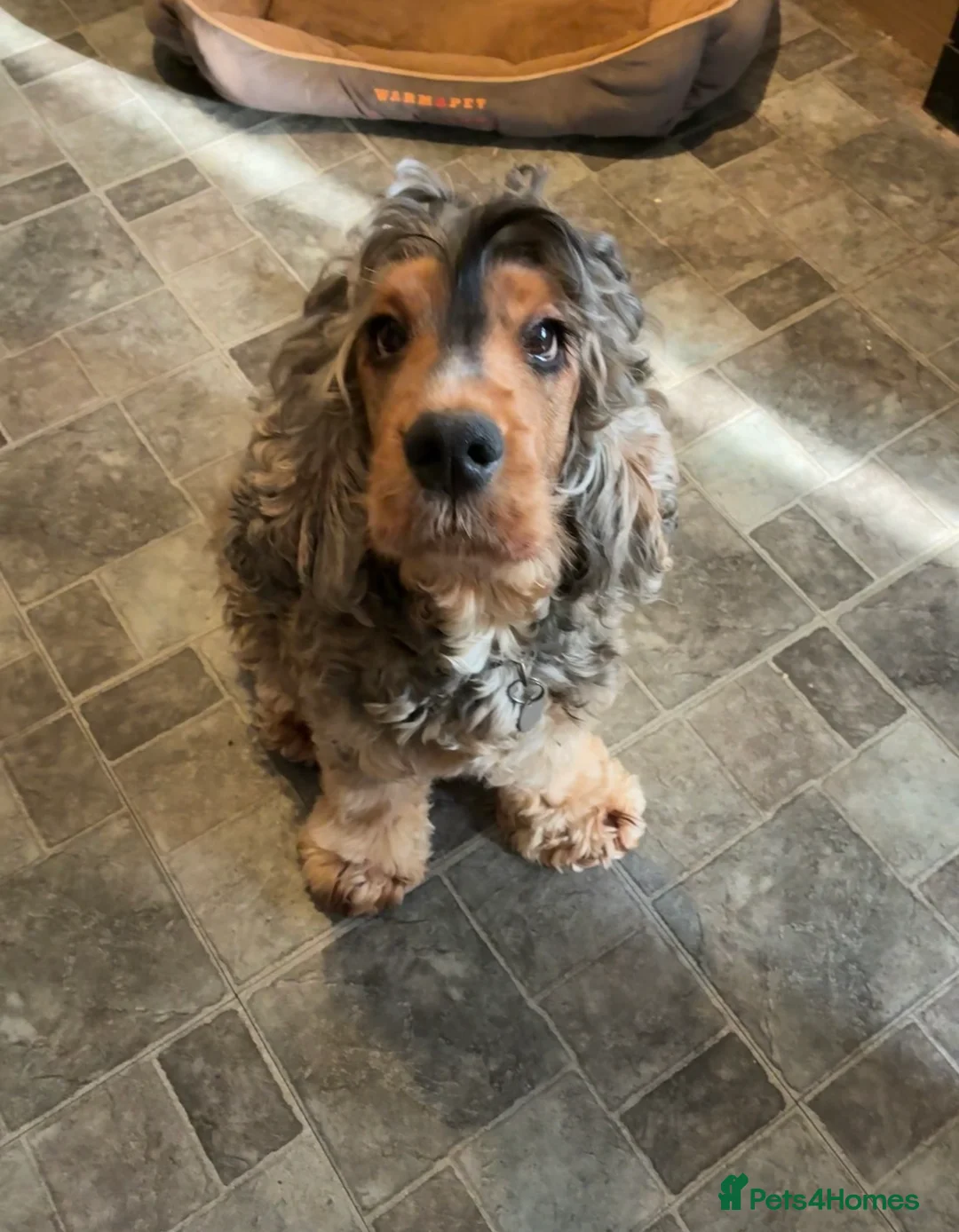 Cocker Spaniel dogs for sale: Show type cocker spaniel puppies  in Boston - Advert 1