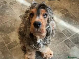 Cocker Spaniel dogs Show type cocker spaniel puppies - Advert 2