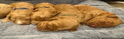 Labradoodle dogs for sale: 🐾 F1B Labradooles 🐾 2 sold already  in Ware - Advert 9