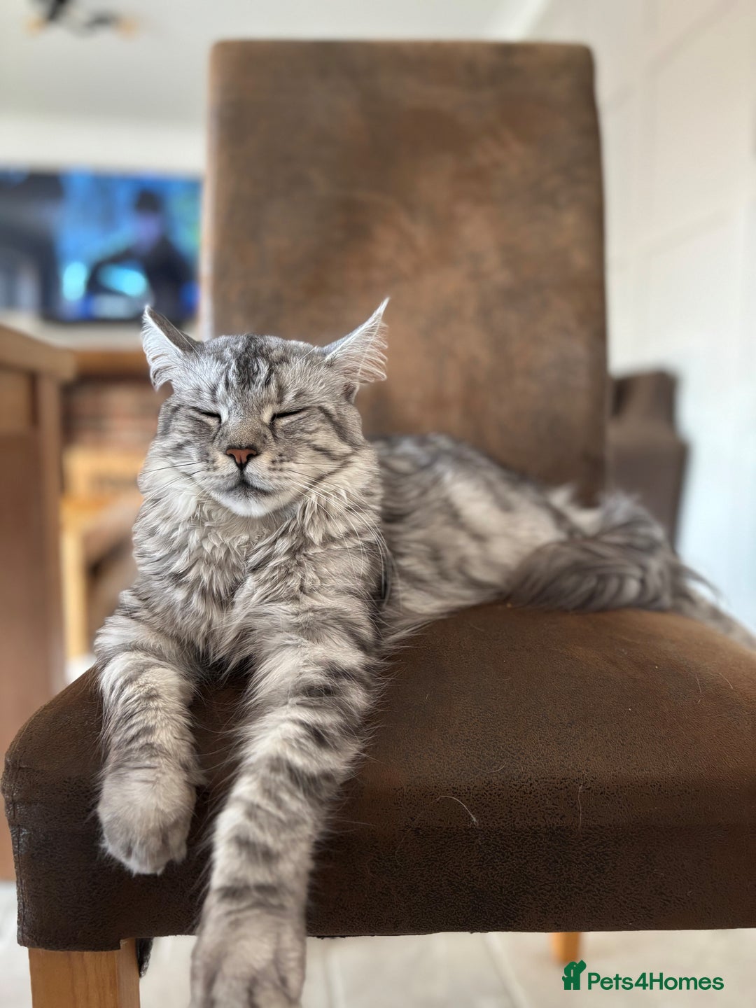 Maine Coon cats for sale: TICA Maine Coon Kittens - Advert 5