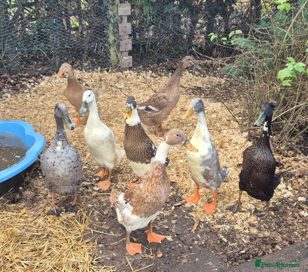 Ducks poultry for sale: Indian runner ducklings  in Chester - Advert 2