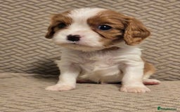 Cavalier King Charles Spaniel dogs for sale: Gorgeous KC Reg Cavalier Puppies  - Image 16