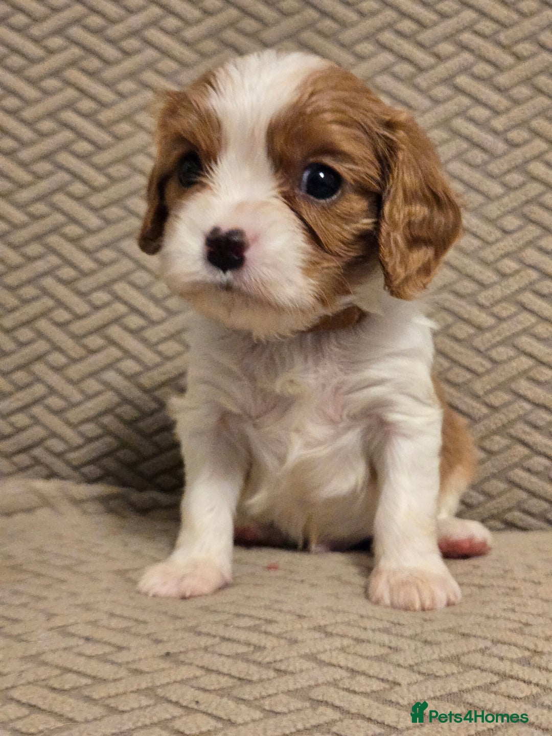 Cavalier King Charles Spaniel dogs for sale: Gorgeous KC Reg Cavalier Puppies  - Image 16