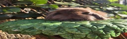 Mini Lion Lop rabbits for sale: Mini lion lops - Advert 19