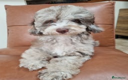Toy Poodle dogs for sale: Stunning chocolate merle toy poodle girl! 16 weeks - Image 7