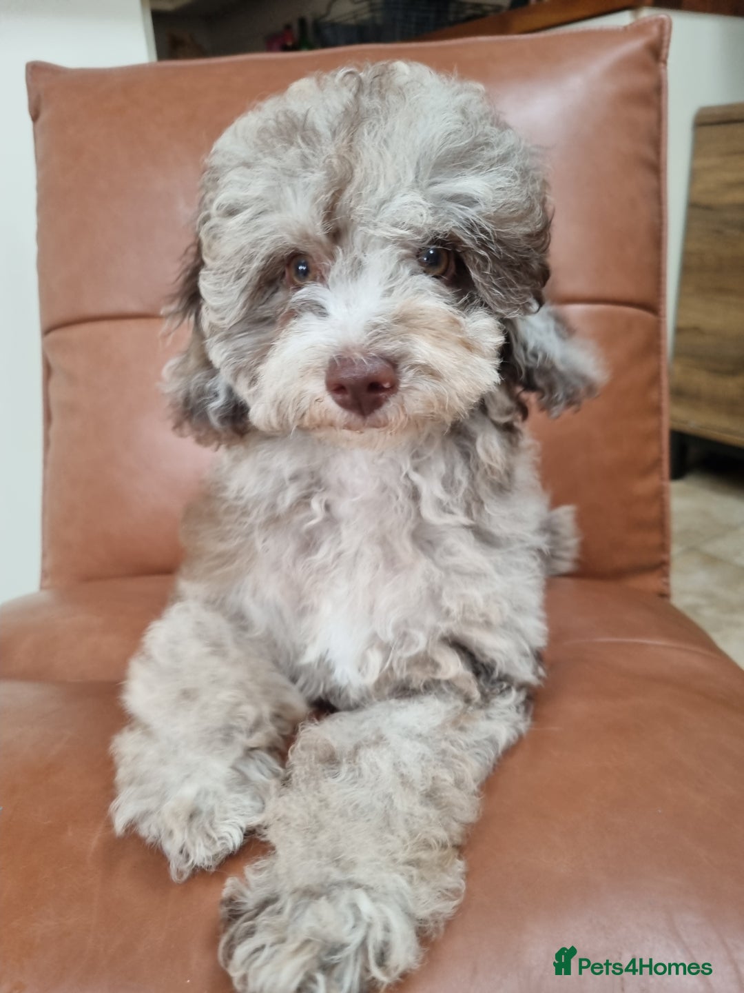 Toy Poodle dogs for sale: Stunning chocolate merle toy poodle girl! 16 weeks - Image 7