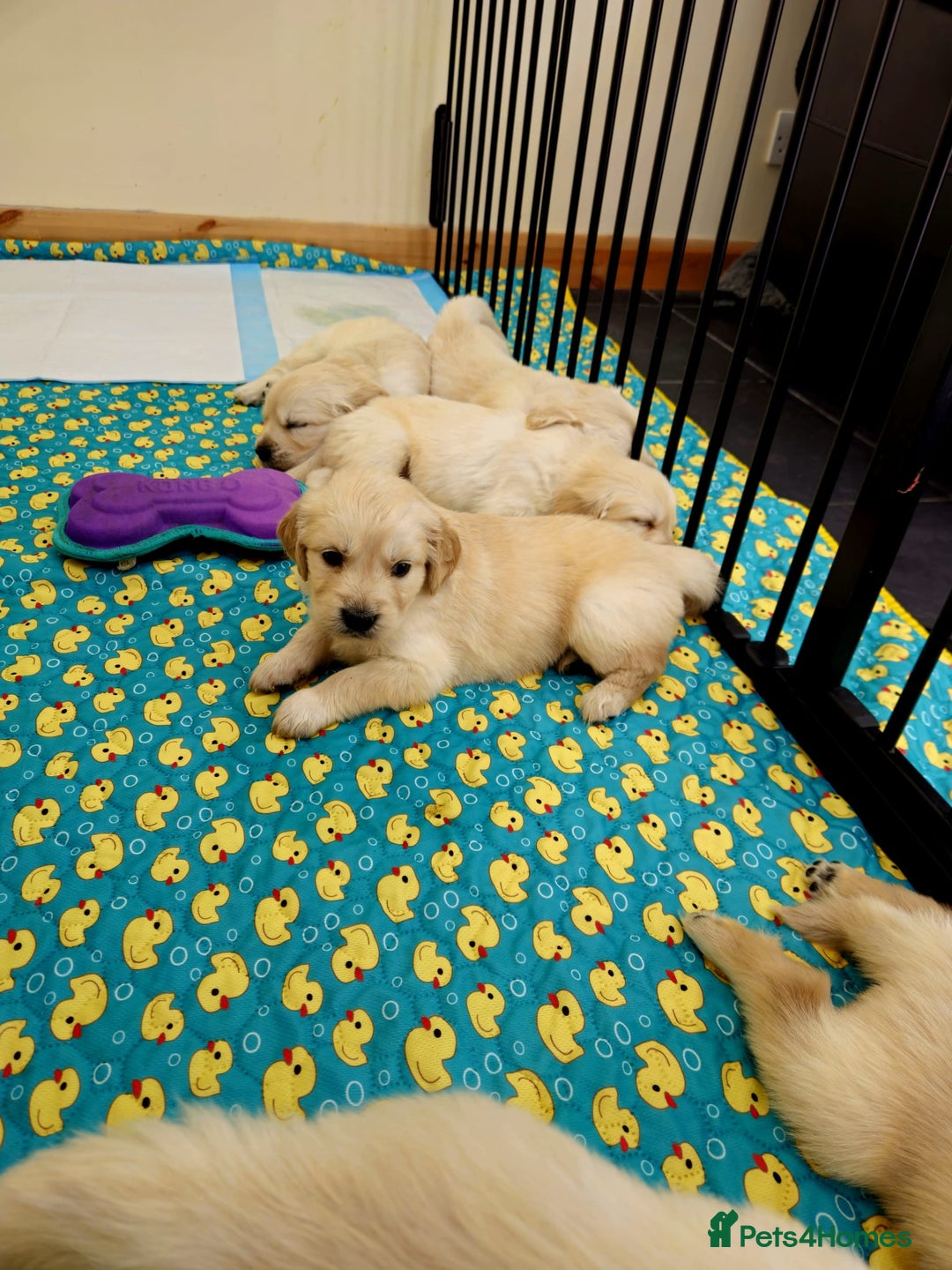 Golden Retriever dogs for sale: Beautiful pedigree golden retriver pups in Fareham - Image 6