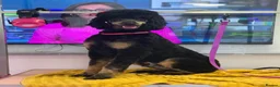 Standard Poodle dogs for stud: Standard Poodle STUD!!! - Advert 2
