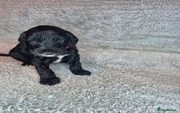 Irish Doodle dogs for sale: Toy Irish Doodle Puppies For Sale  - Image 32