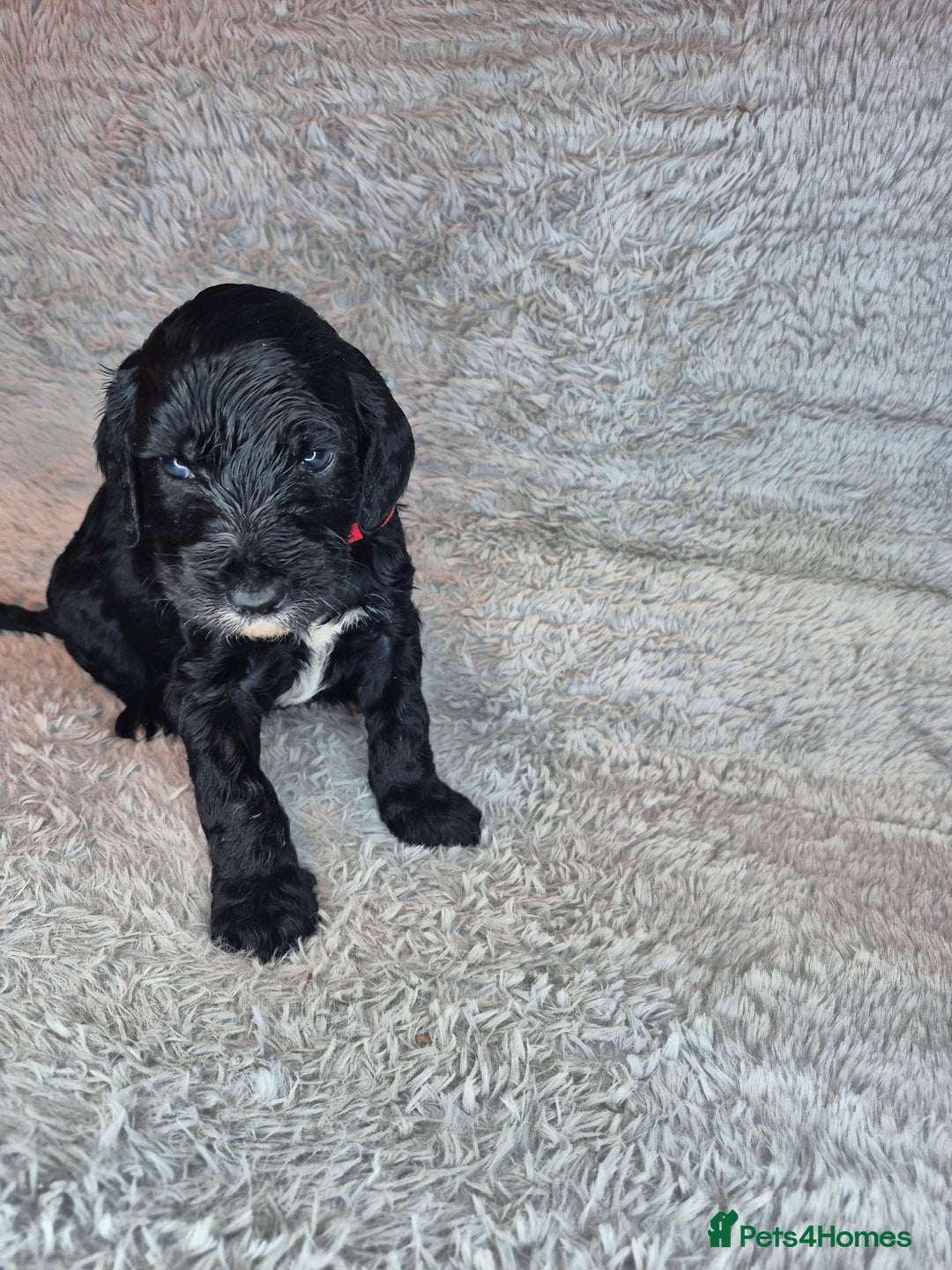 Irish Doodle dogs for sale: Toy Irish Doodle Puppies For Sale  - Image 32