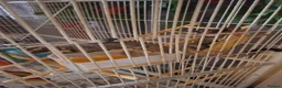 Sugar Glider rodents for sale: 2 brother sugsr gliders  - Advert 2