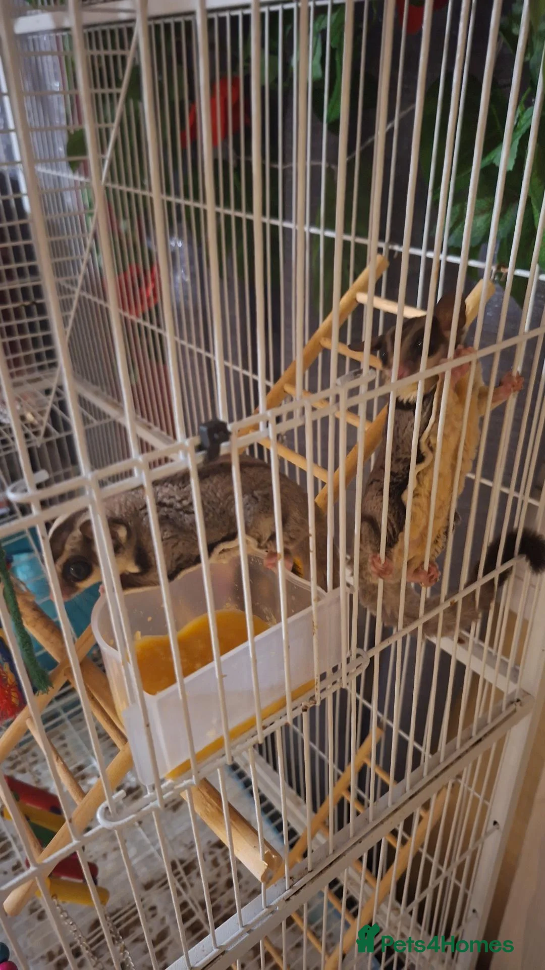 Sugar Glider rodents for sale: 2 brother sugsr gliders  - Advert 2
