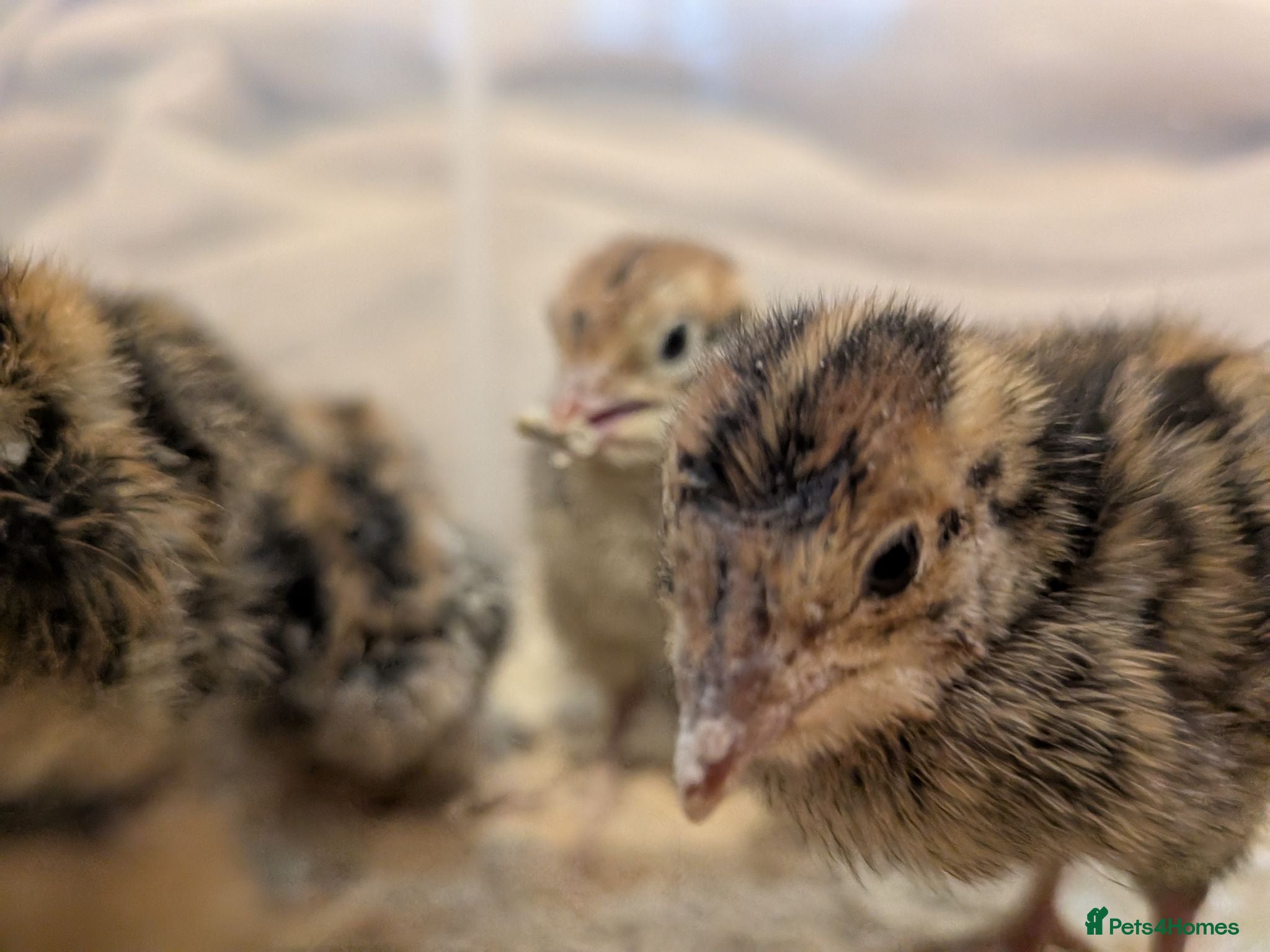 Quail poultry Coturnix Quail - chicks and adults - Advert 1