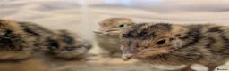 Quail poultry for sale: Coturnix Quail - chicks and adults - Advert 1