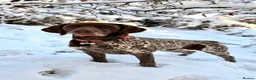 German Shorthaired Pointer dogs for sale: Stunning German Shorthaired Pointer Pups KC Reg'd - Advert 11