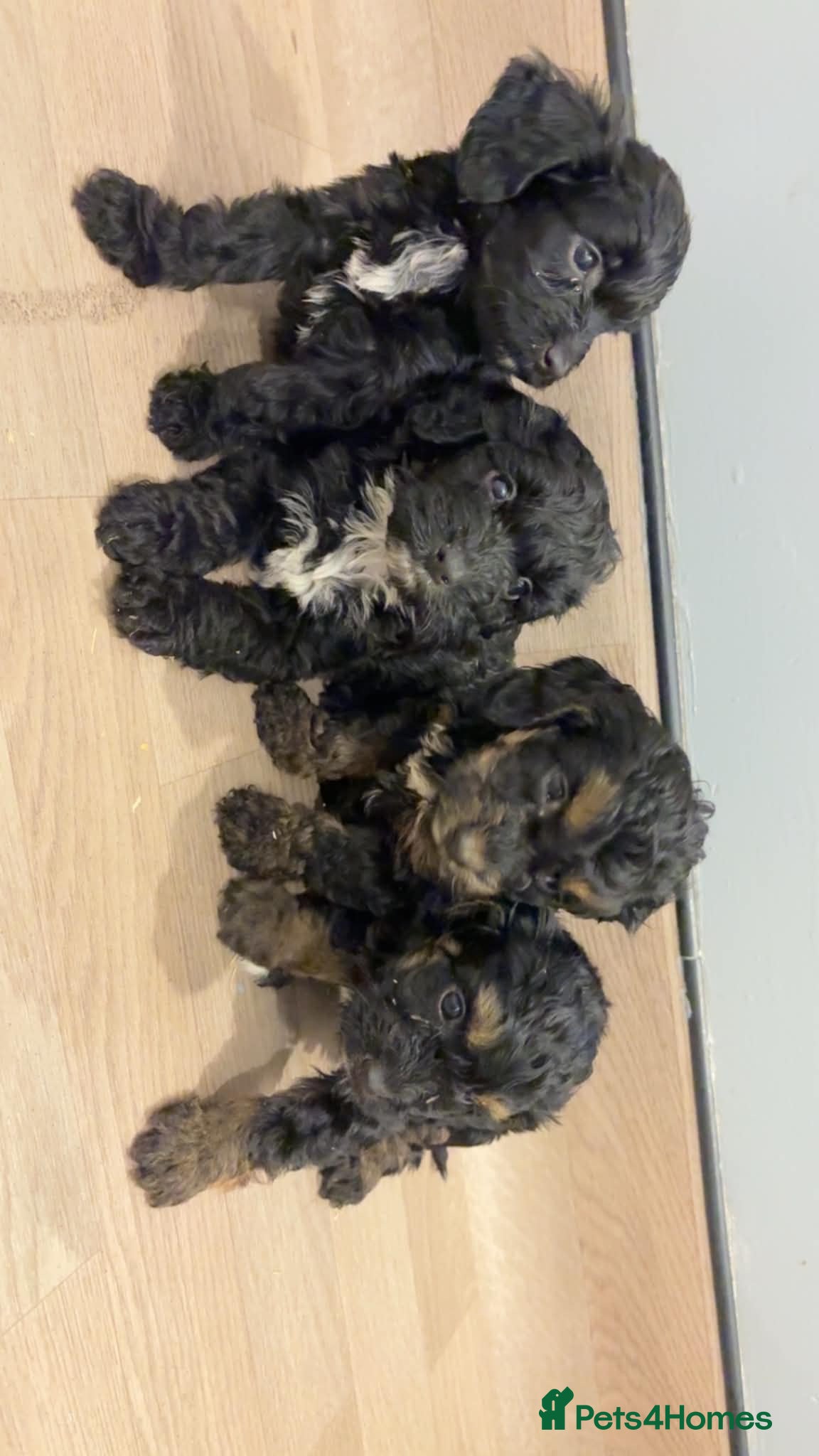 Cockapoo dogs Last 4 beautiful cockapoo puppies 🏡 - Advert 15