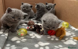 British Shorthair cats for sale: Chunky GCCF Reg  Blue British Shorthair Kittens  - Image 2