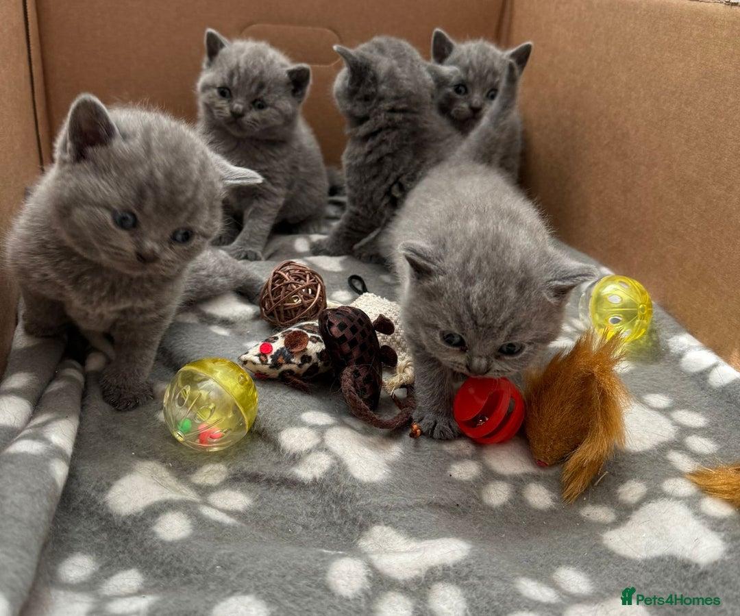 British Shorthair cats for sale: Chunky GCCF Reg  Blue British Shorthair Kittens  - Image 2