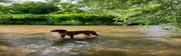 Rhodesian Ridgeback dogs for stud: Athletic RR for stud  - Advert 9