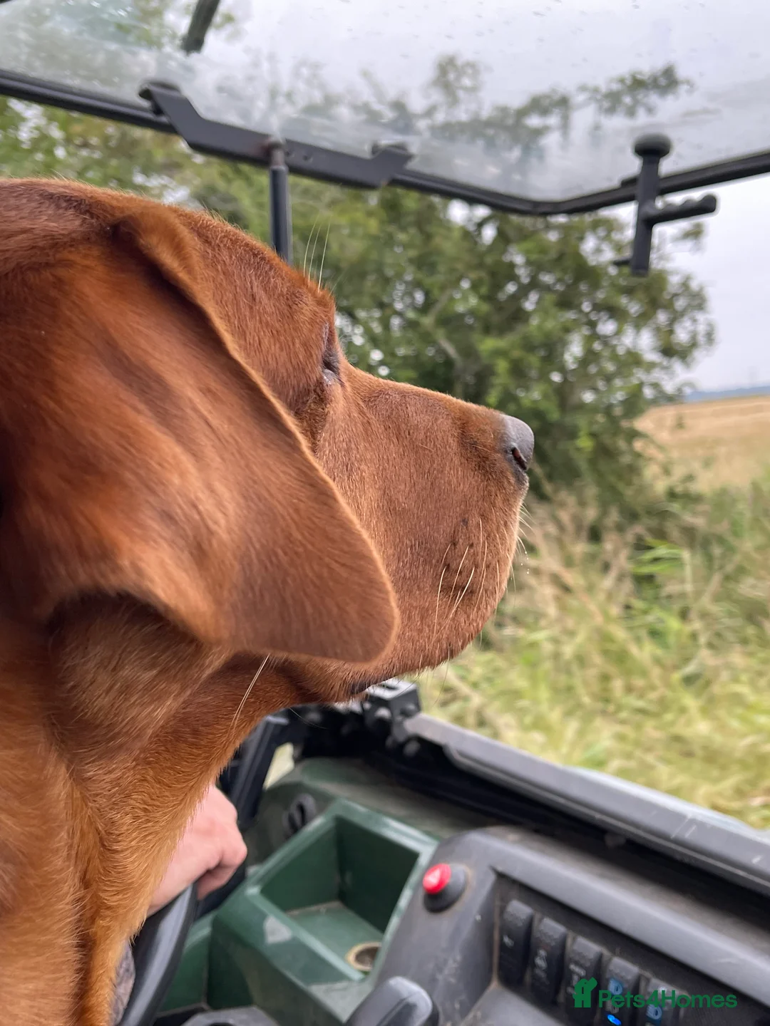 Labrador Retriever dogs for stud: PROVEN & FULLY HEALTH TESTED KC Dark Fox Red Stud  in York - Advert 34