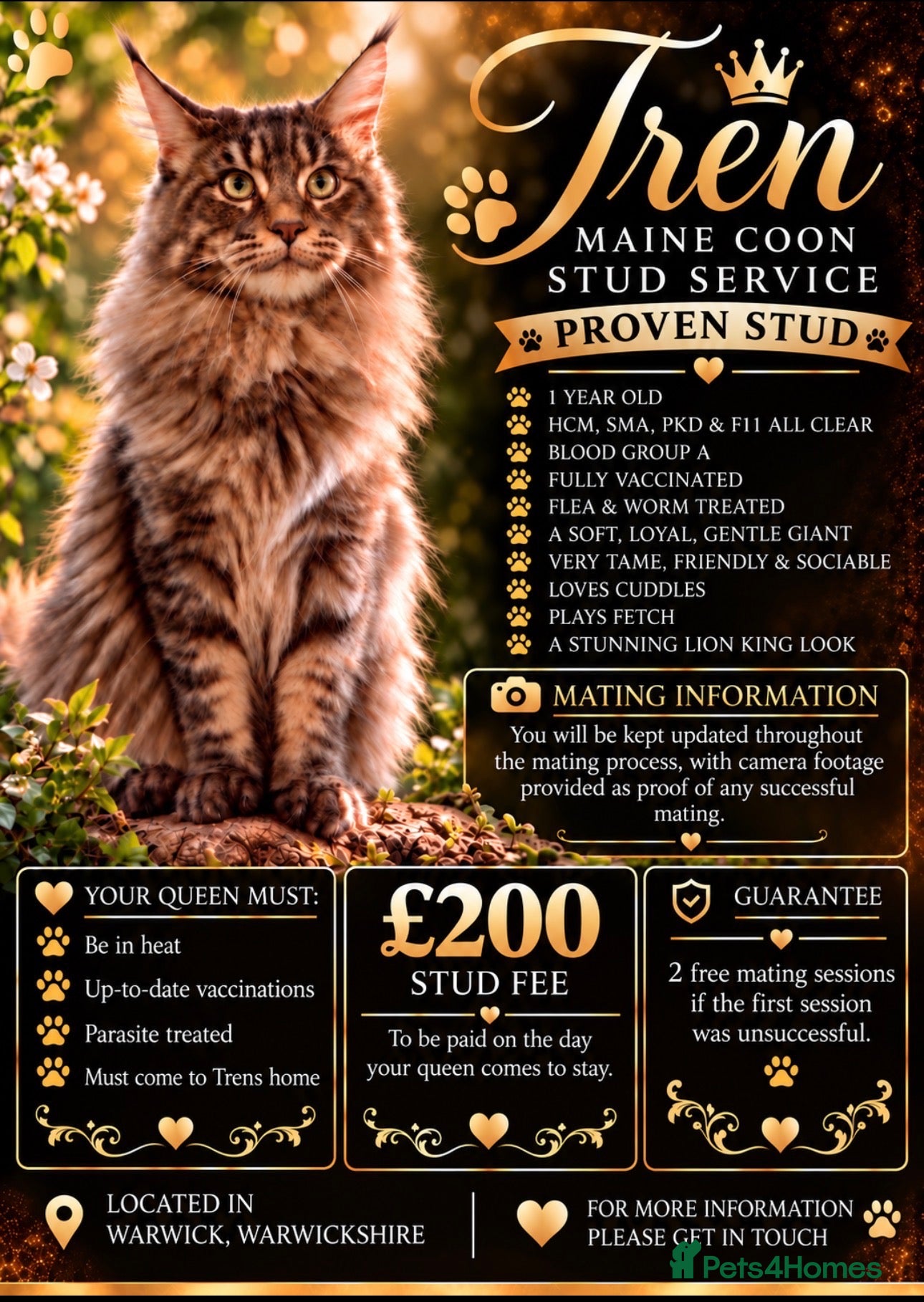Maine Coon cats for stud: Proven Mainecoon for stud service.  - Advert 1
