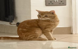 British Shorthair cats for sale: 1 year old ginger cat FOR FREE - Image 2