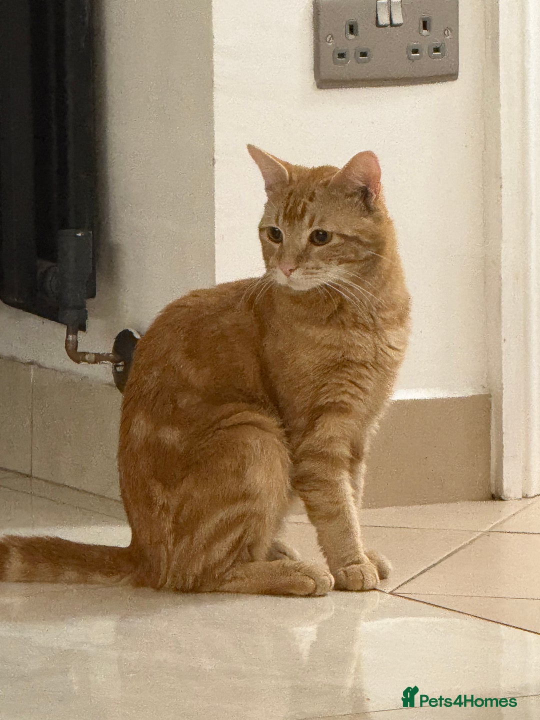 British Shorthair cats for sale: 1 year old ginger cat FOR FREE - Image 2