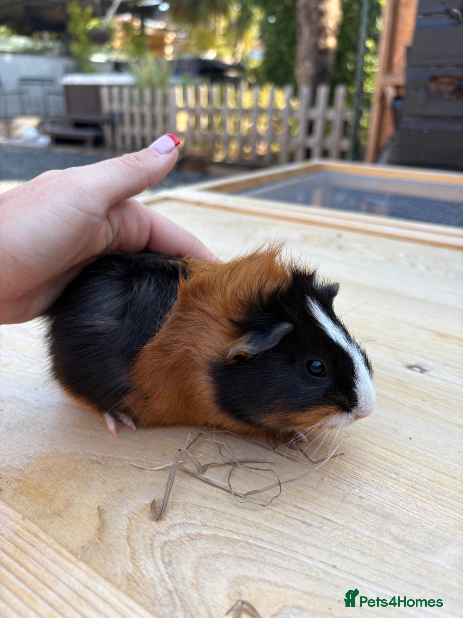 Guinea Pig rodents Guinea pig babies boys and girls  - Advert 8
