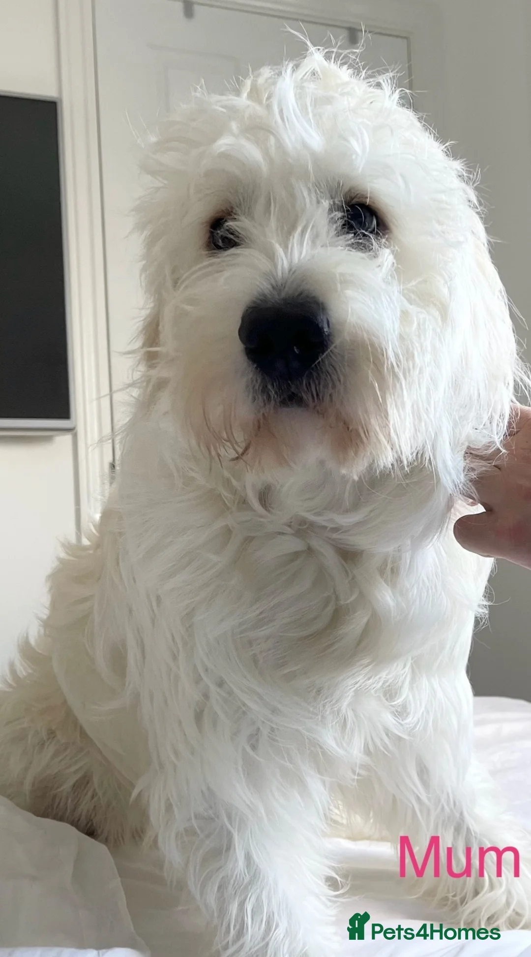 Australian Labradoodle dogs for sale: Multigen Australian Labradoodle x Goldendoodle - Advert 39