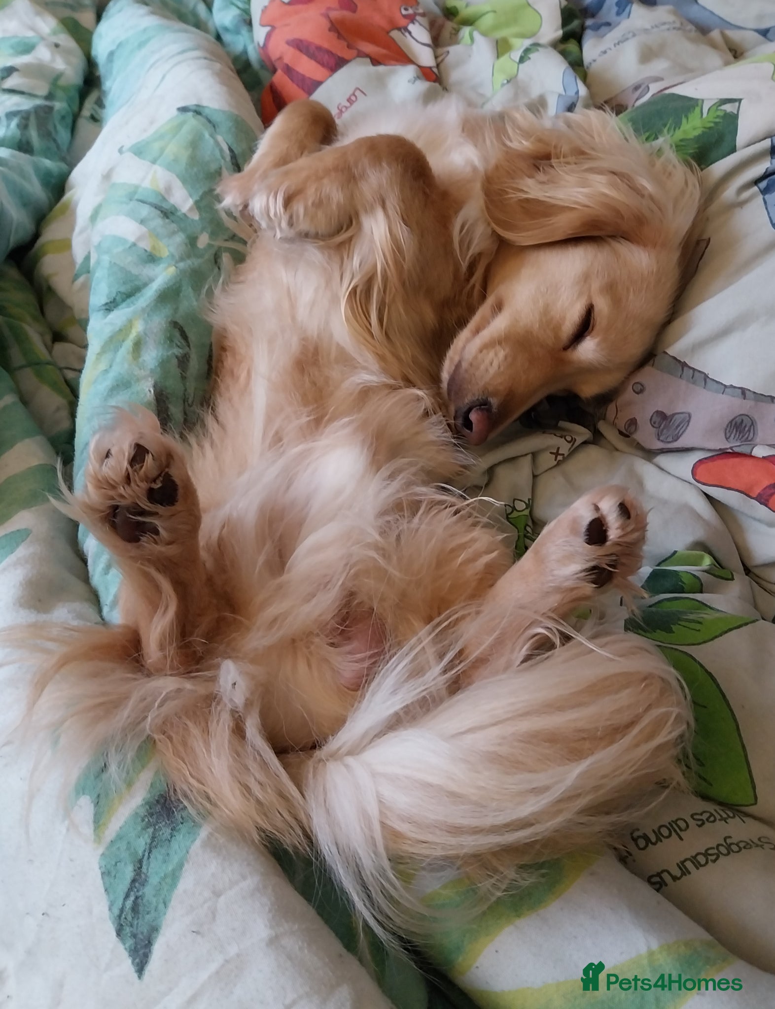 Miniature Dachshund dogs KC Cream long haired working dachshund  - Advert 7