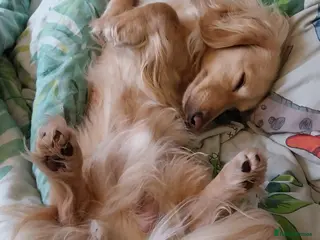 Miniature Dachshund dogs KC Cream long haired working dachshund - Advert 7