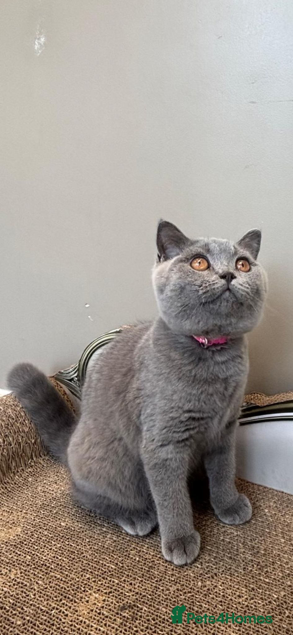 British Shorthair cats 1 LAST  GORGEOUS British Short Hair Female kitten  - Advert 2