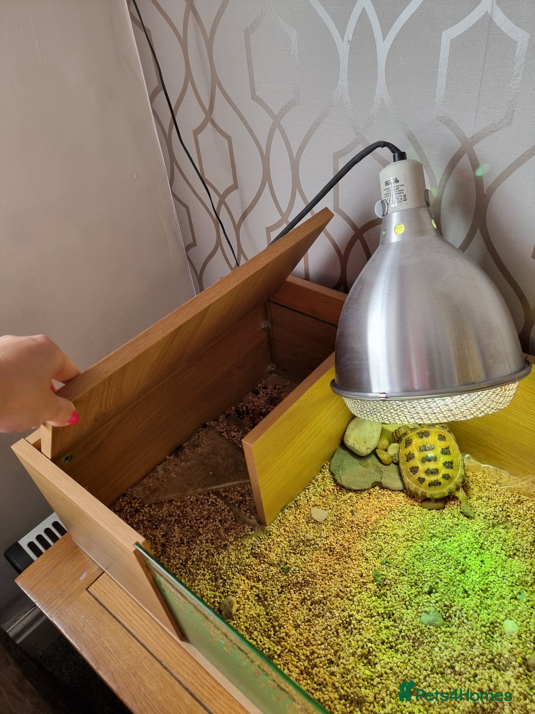 Tortoise reptiles for sale: 2 x Horsfieldi tortoises  - Image 2