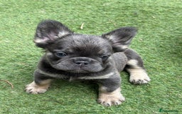 French Bulldog dogs for sale: Beautiful fluffy French bulldog girls pending pink - Image 14