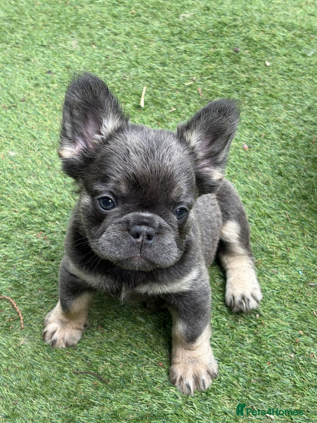 French Bulldog dogs for sale: Beautiful fluffy French bulldog girls pending pink - Image 14
