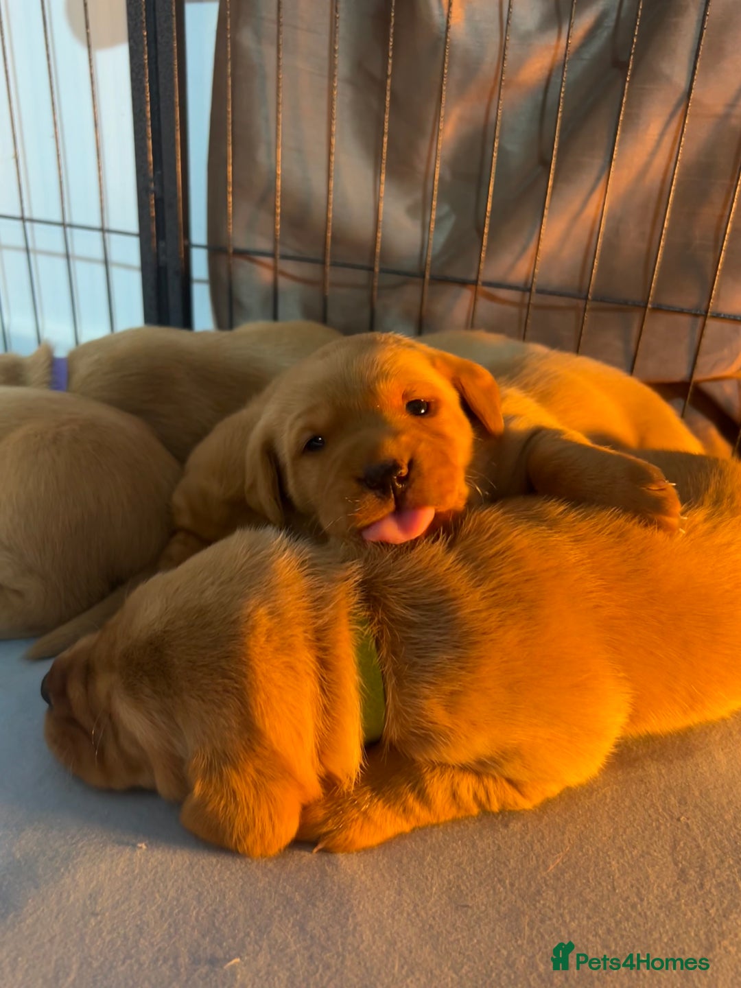 Labrador Retriever dogs for sale: 5 Pedigree KC Reg Fox Red Labs ready NYE  - Advert 11