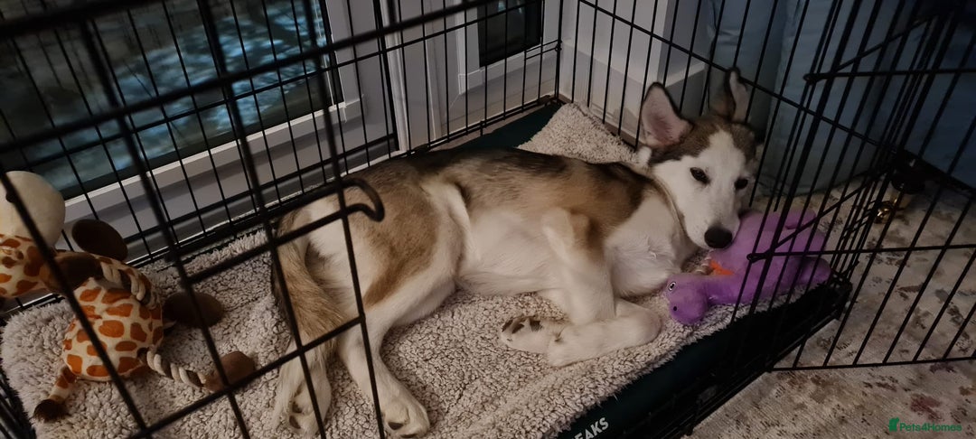 Siberian Husky dogs for sale: Siberian Husky Belle ♥️ - Image 4