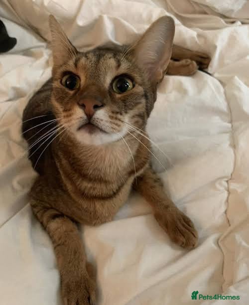 Abyssinian cats Absynnian tabby mix kittens 1 boy and 1 girl left - Advert 5