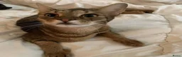 Abyssinian cats for sale: Absynnian tabby mix kittens 1 boy and 1 girl left in Margate - Advert 1