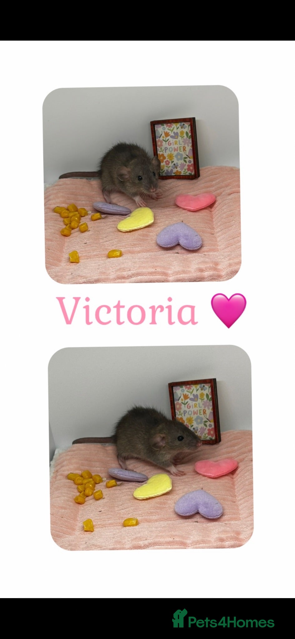 Rat rodents Baby Dumbo Rats  - Advert 15