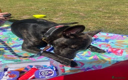 Mixed Breed dogs for sale: Bear - Staffy X German Shepherd - Image 17