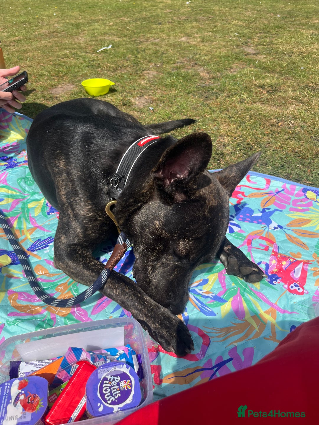 Mixed Breed dogs for sale: Bear - Staffy X German Shepherd - Image 17