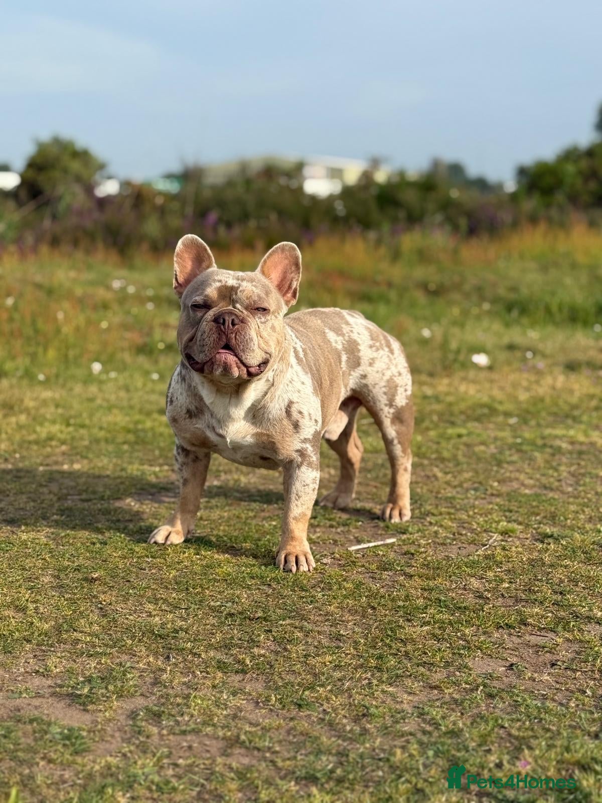 French Bulldog dogs New Shade Isabella Merle and Tan! - Advert 1
