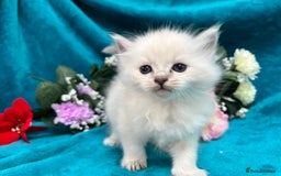 Siberian cats for sale: 🩵🩵Stunning Siberian Neva Masquerade Babies🩵🩵 - Image 16