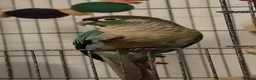 Conures birds for sale: Rio and Kiwi in Durham - Advert 9