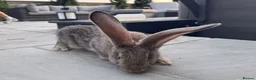 Continental Giant rabbits for sale: 8 Continental Giant Babies - Advert 23