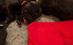 Mixed Breed dogs for sale: Golden Shepherd puppies  - Image 5