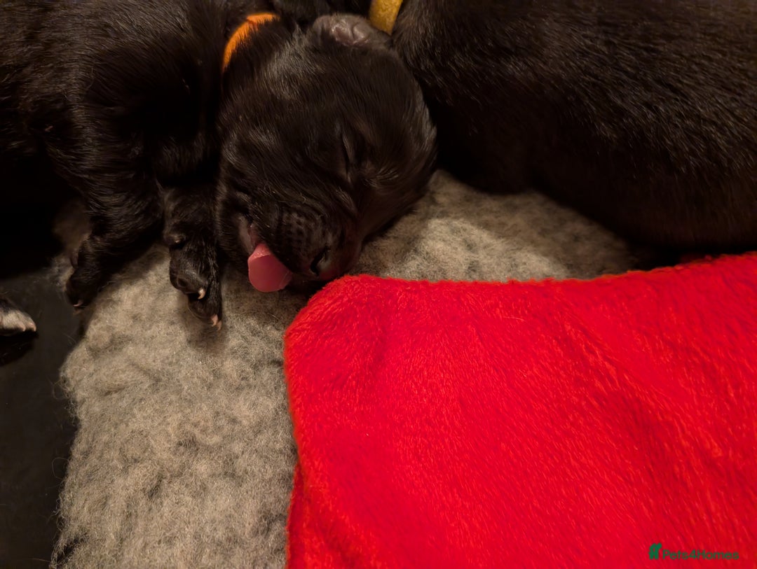 Mixed Breed dogs for sale: Golden Shepherd puppies  - Image 5